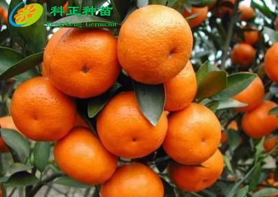 砂糖柑1.jpg