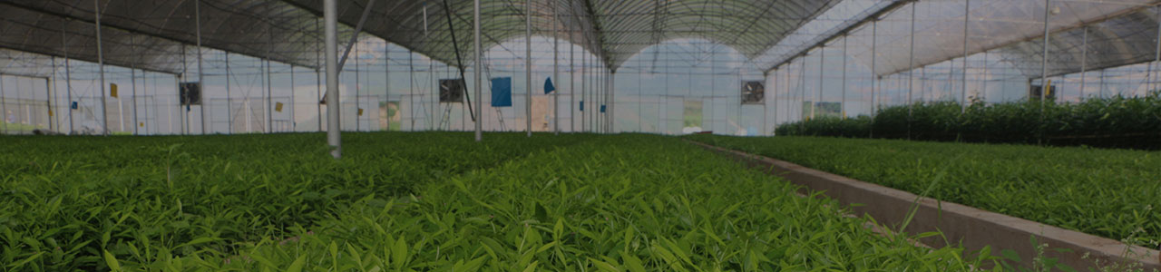 2021年玫瑰花苗木的行情分析
